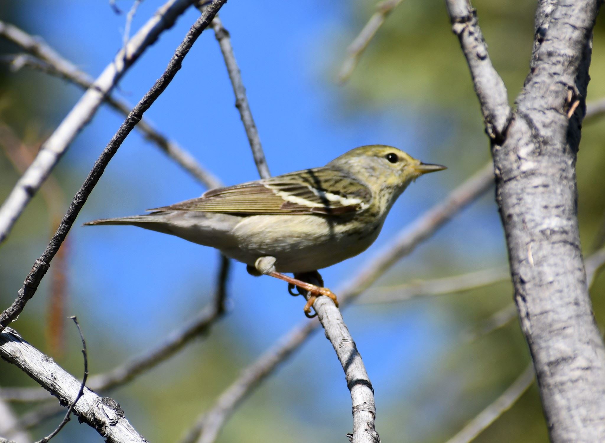 Blackpoll warbler
