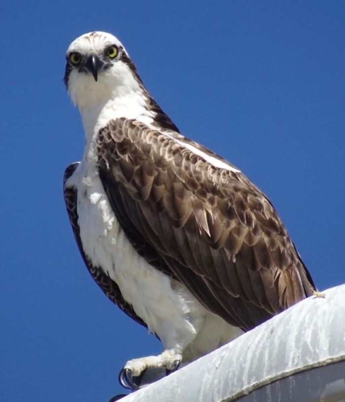 Osprey