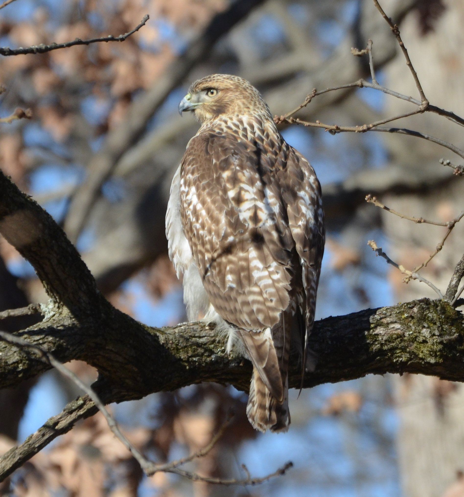 Red Tailed Hawk