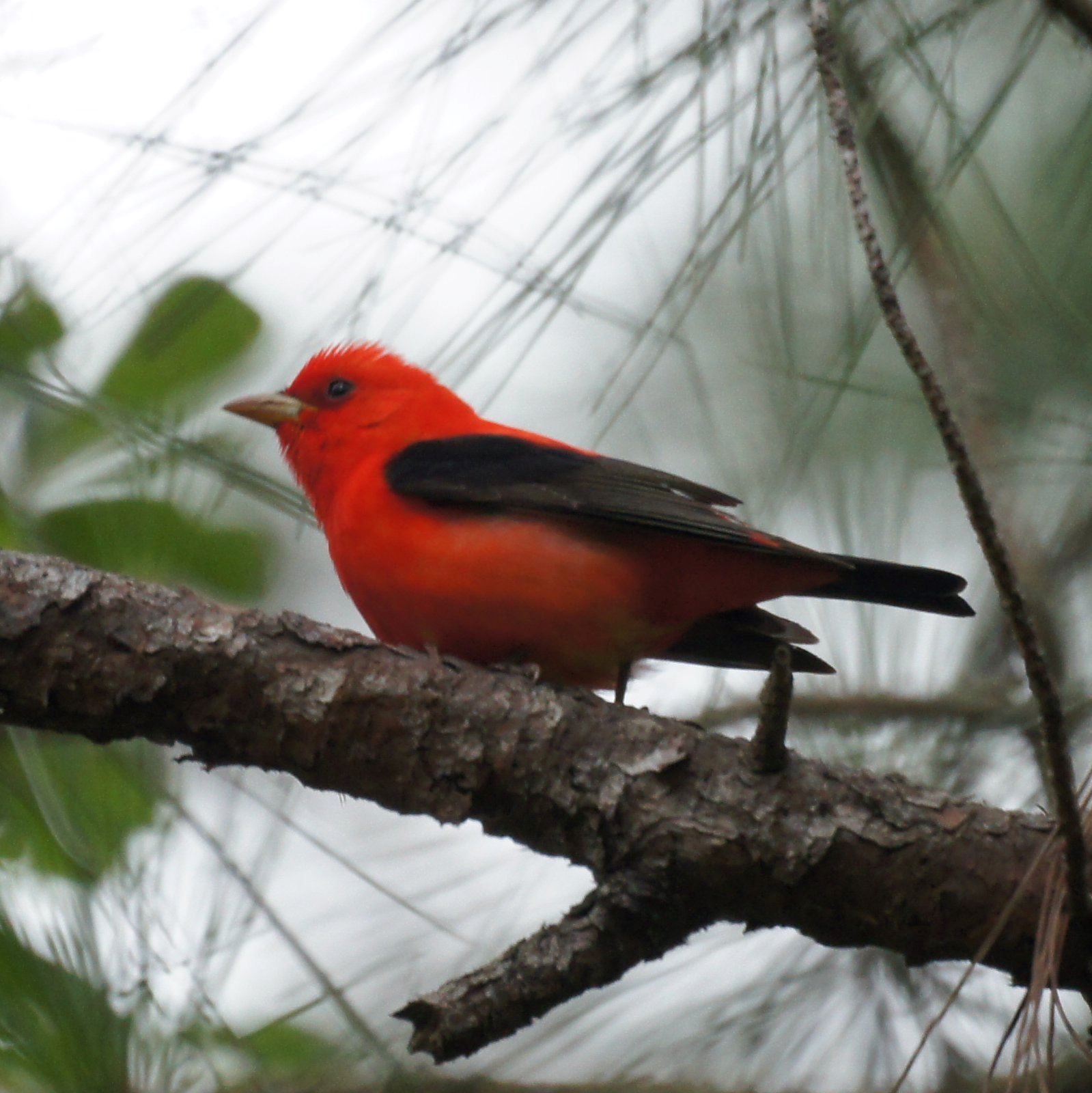Scarlet Tanager