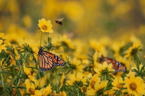 Monarch species recovery