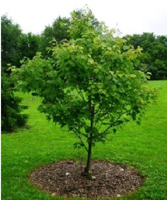 Photo of Properly Mulched Tree (Courtesy of International Society of Arboriculture)